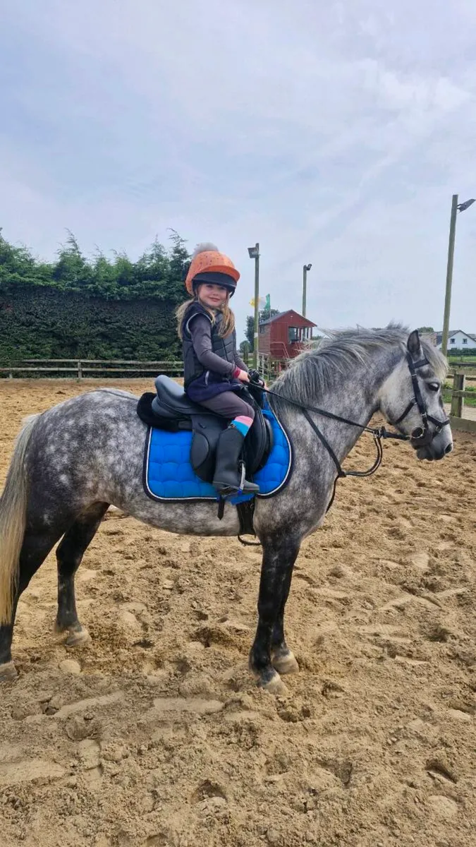 WANTED 12HH PONY FIRST PONY - Image 1