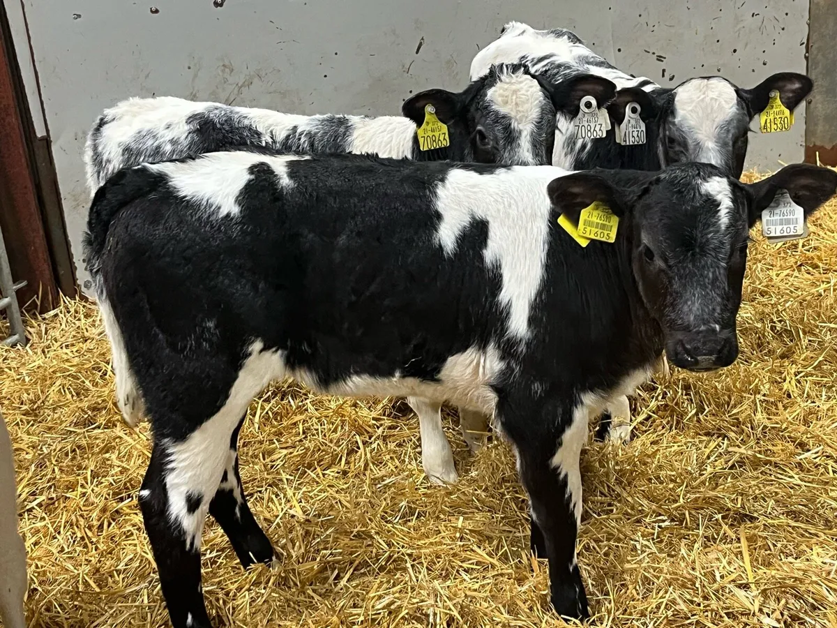 Calves For Sale - Image 2