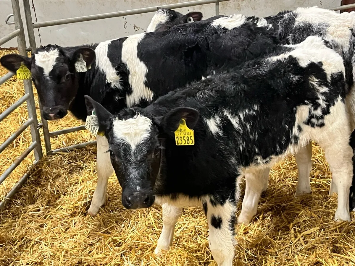 Calves For Sale - Image 3