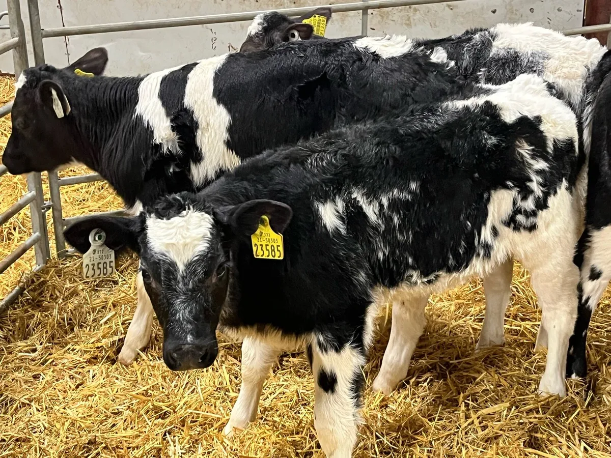 Calves For Sale - Image 4