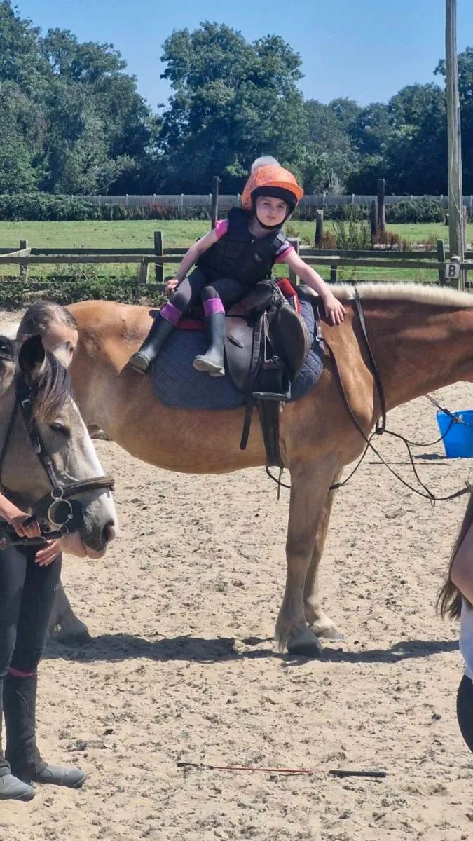 WANTED 12HH PONY FIRST PONY - Image 2