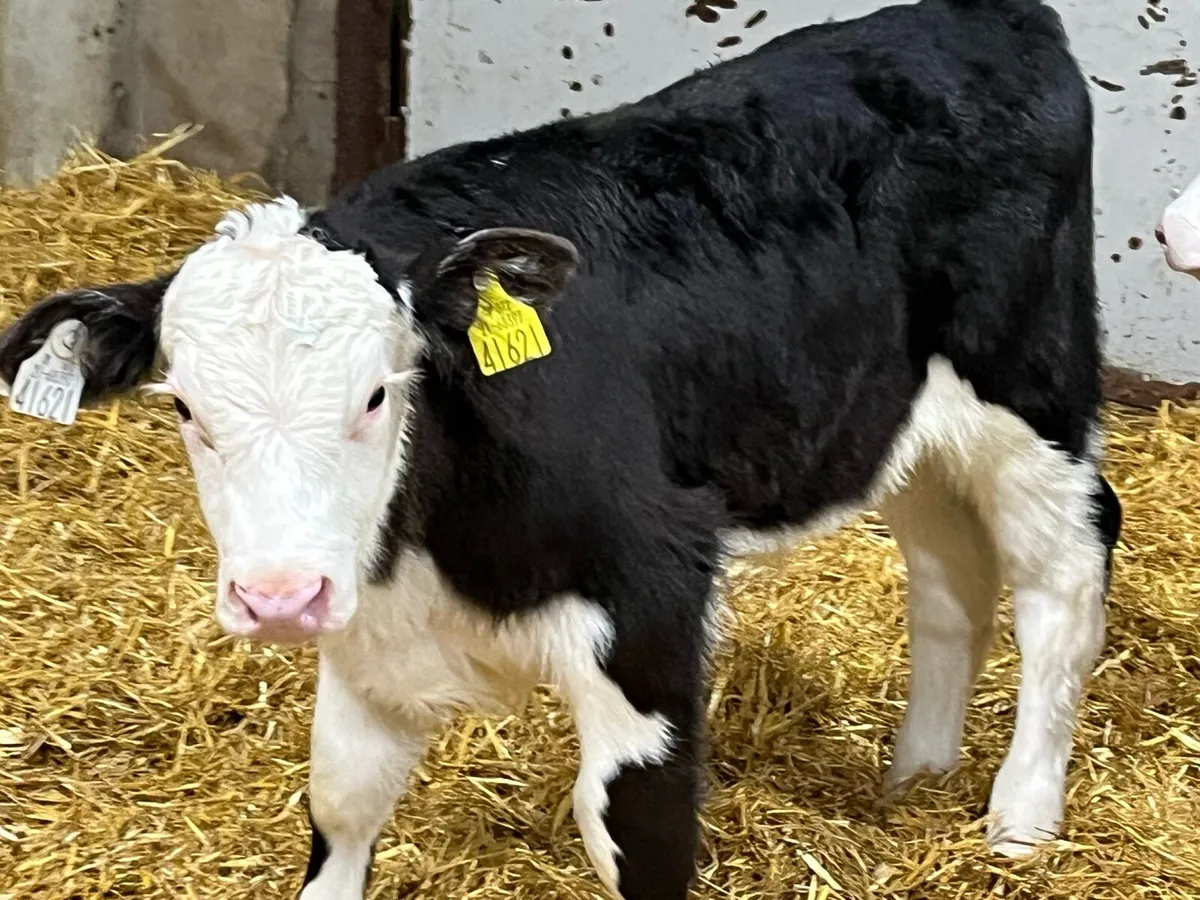 Serious Hereford Bull Calves - Image 1