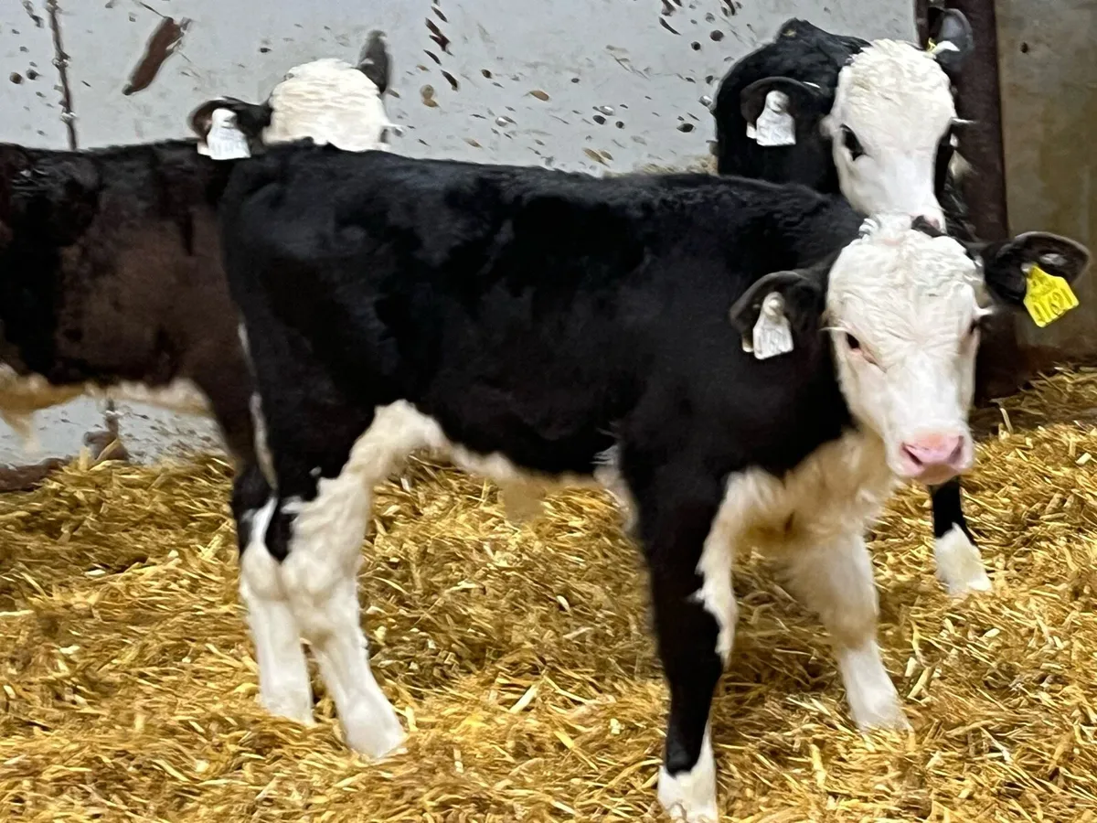 Serious Hereford Bull Calves - Image 2
