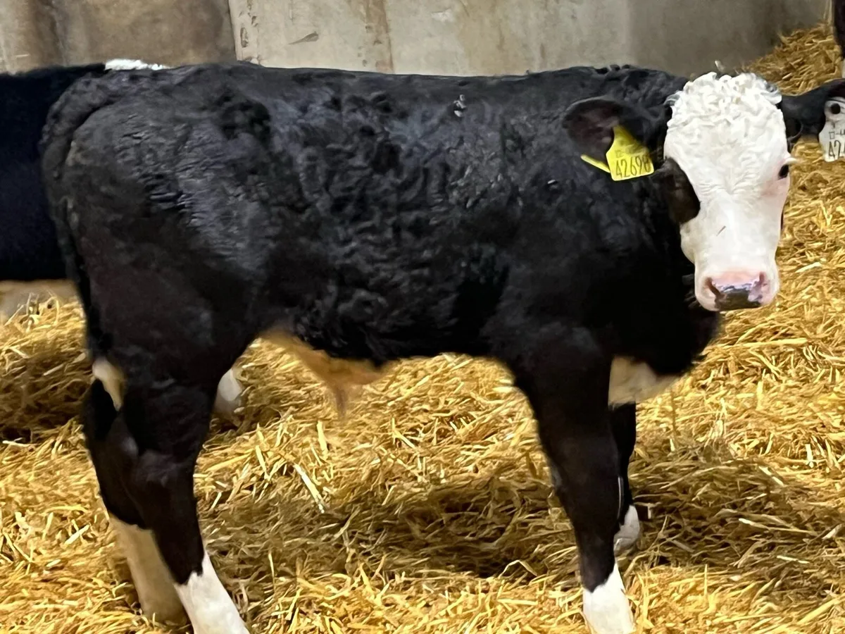 Serious Hereford Bull Calves - Image 3