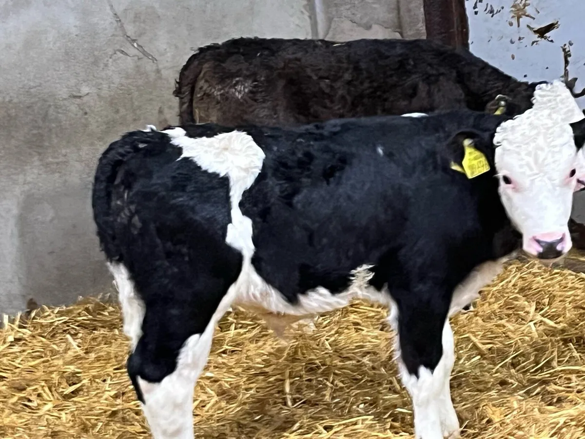 Serious Hereford Bull Calves - Image 4