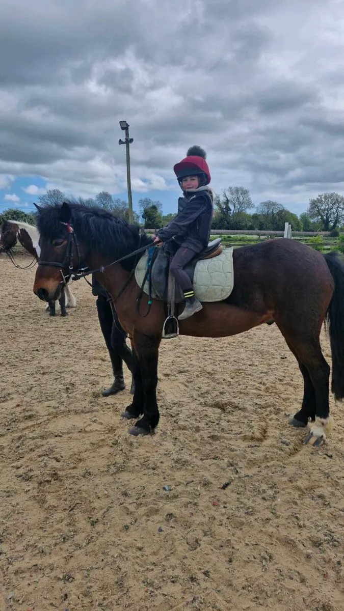WANTED 12HH PONY.. FIRST PONY. - Image 1