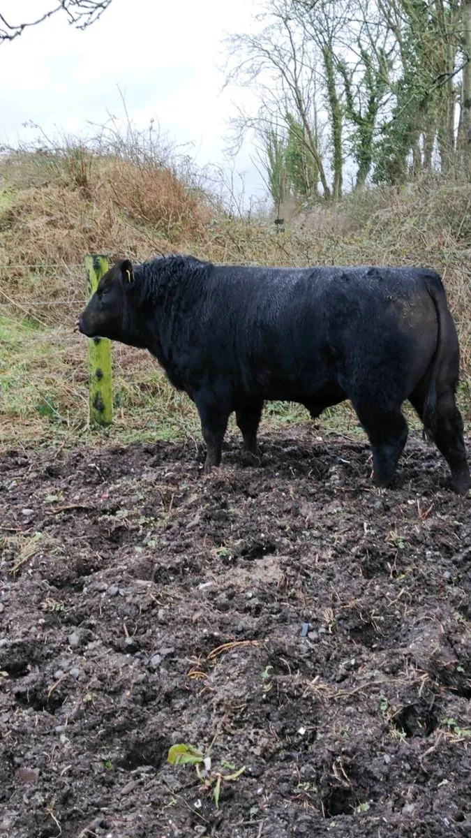 Angus bulls for sale Export Available - Image 1
