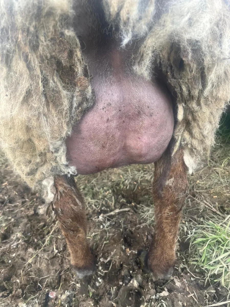 Foster ewe - Image 3