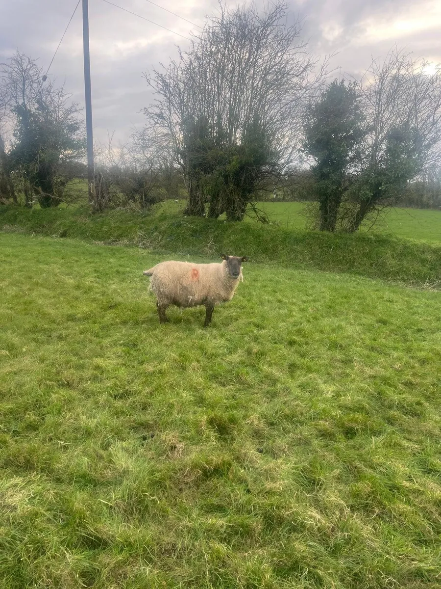 Foster ewe - Image 1