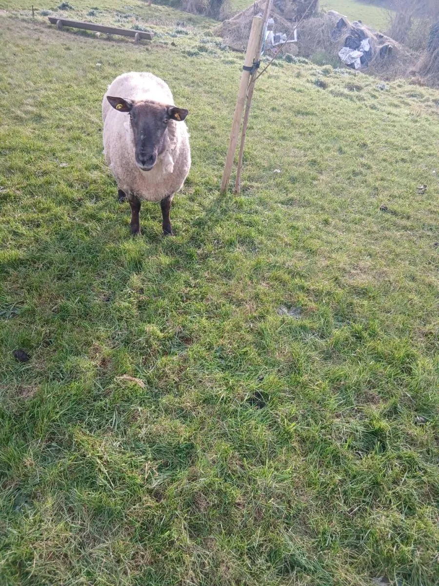 Foster ewe - Image 2