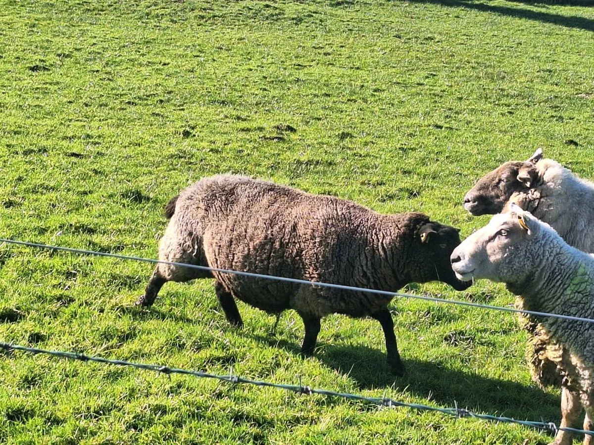 Ewes and lambs at foot - Image 1