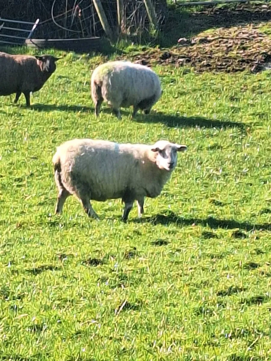 Ewes and lambs at foot - Image 2