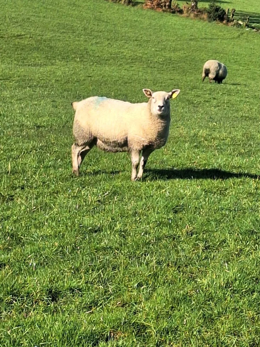 Ewes and lambs at foot - Image 3