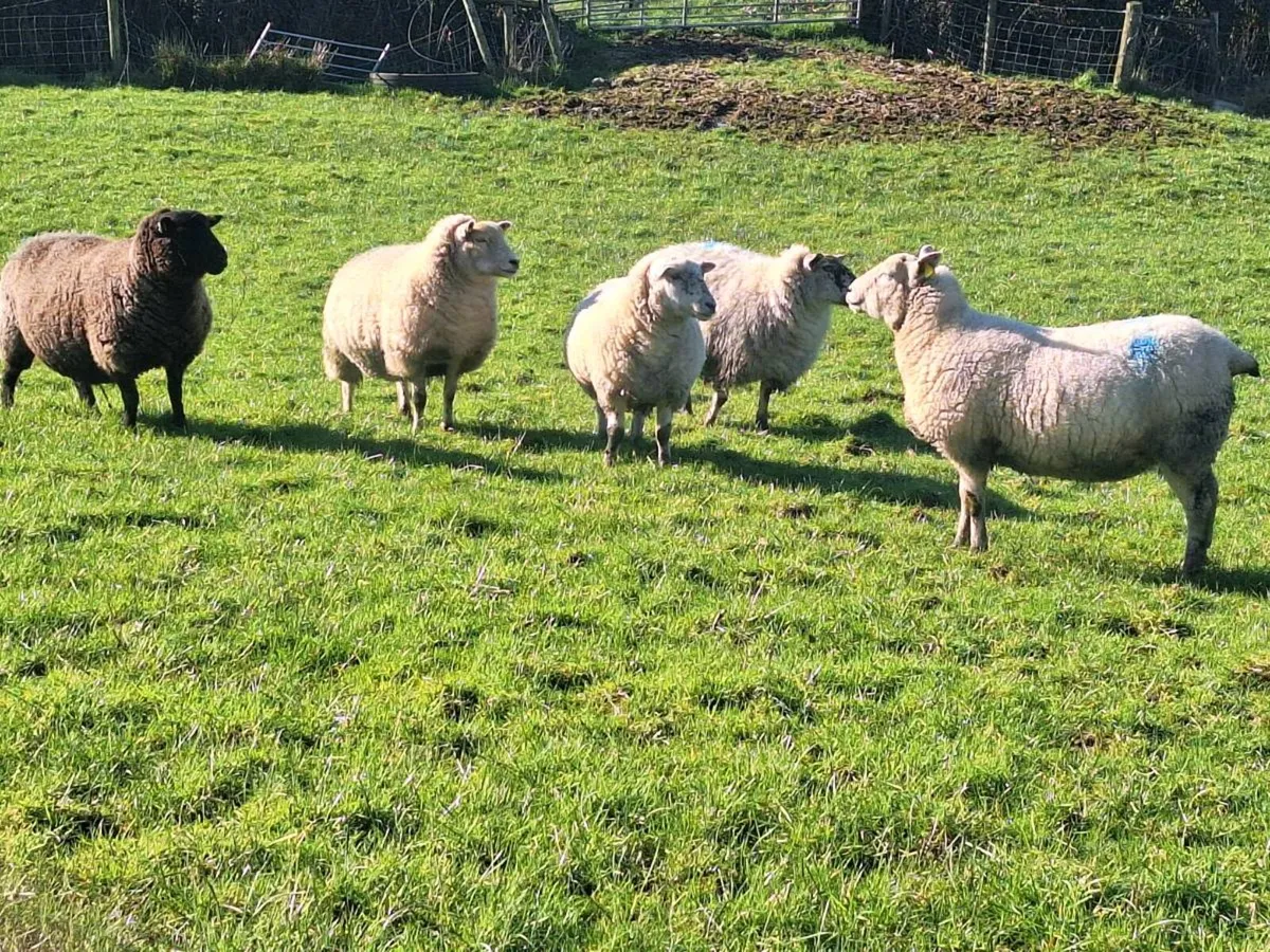 Ewes and lambs at foot - Image 4
