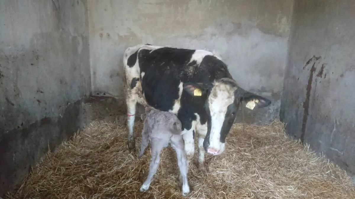 Heifer with charolais calf