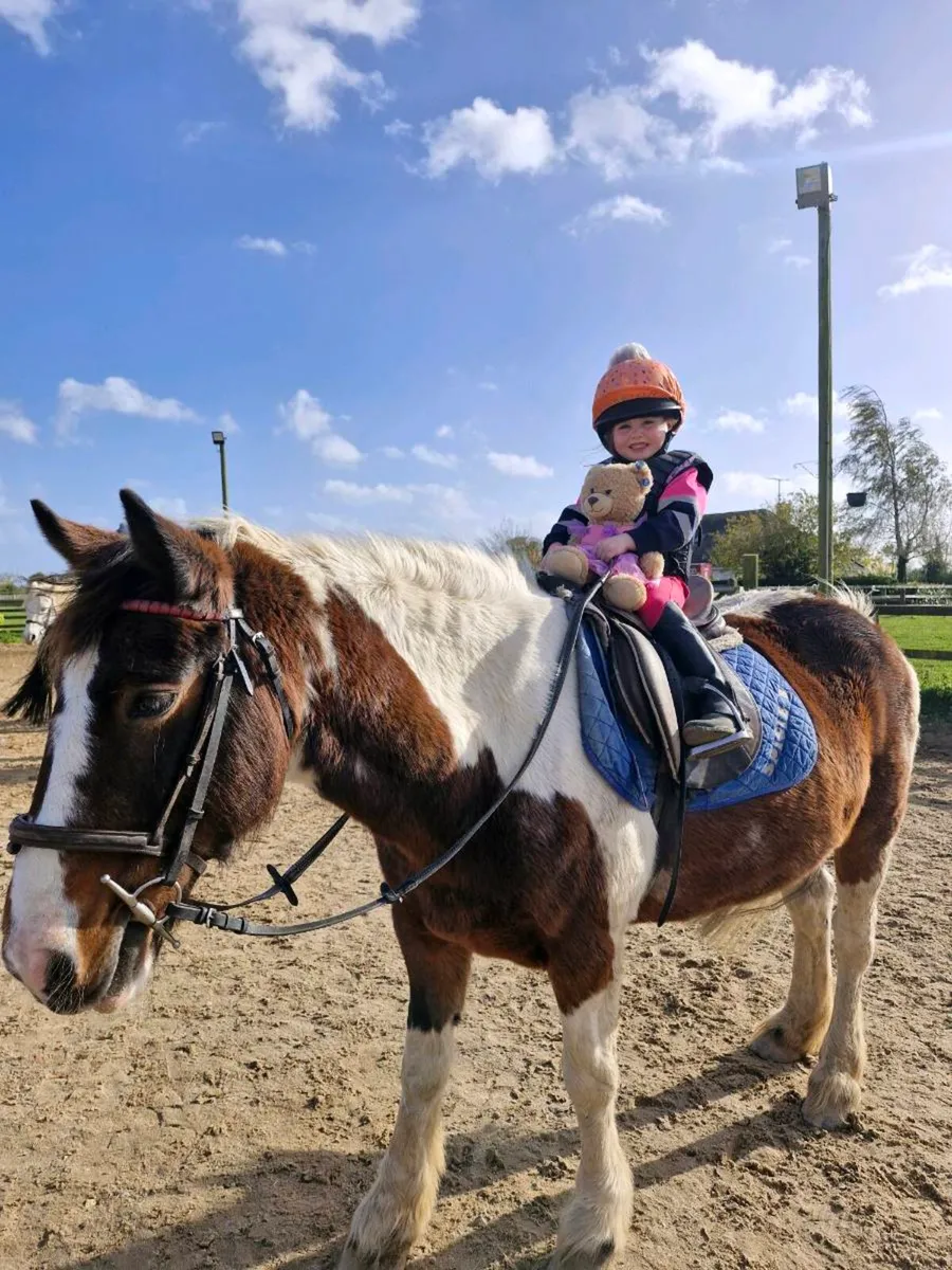 WANTED 12HH PONY.. FIRST PONY. - Image 2