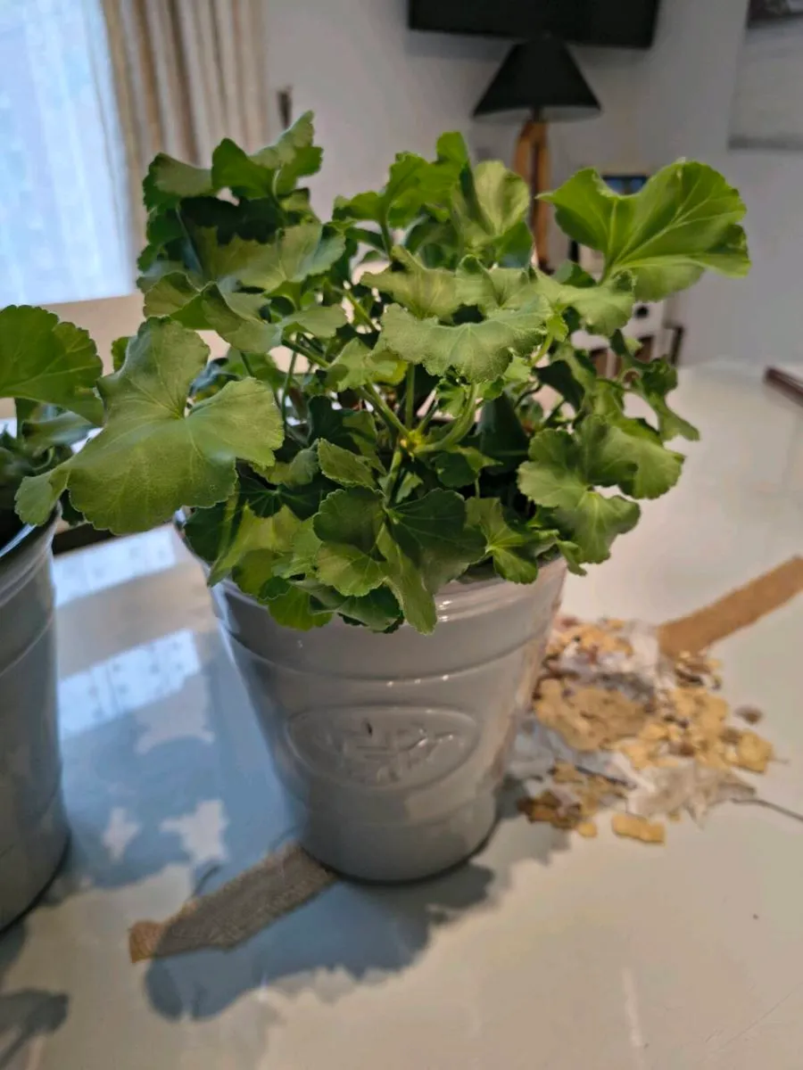 Gerrinums  red /pink - Image 2