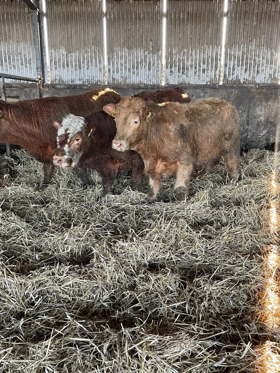 Continental Weanlings - Image 2