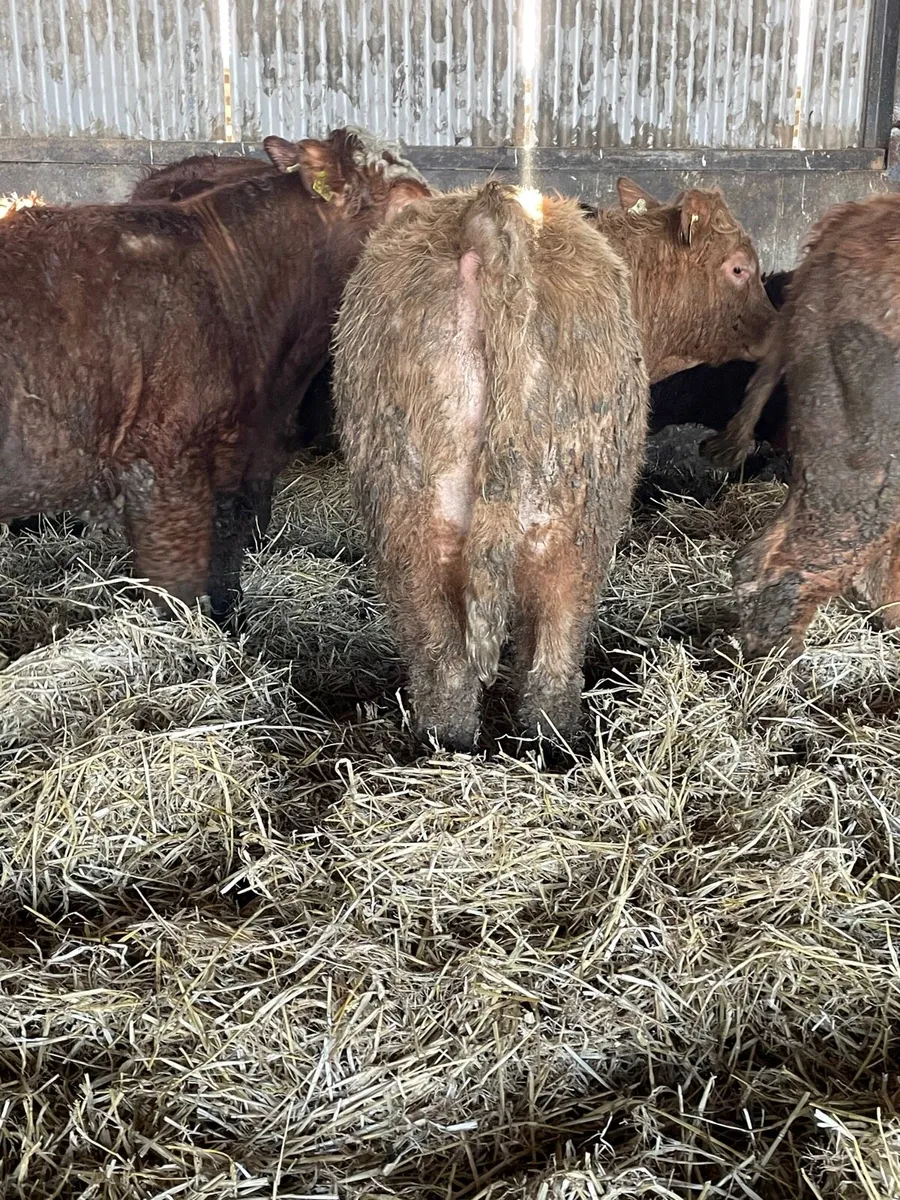 Continental Weanlings - Image 3