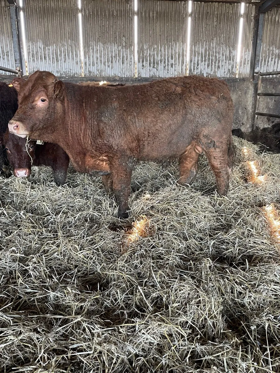 Continental Weanlings - Image 4