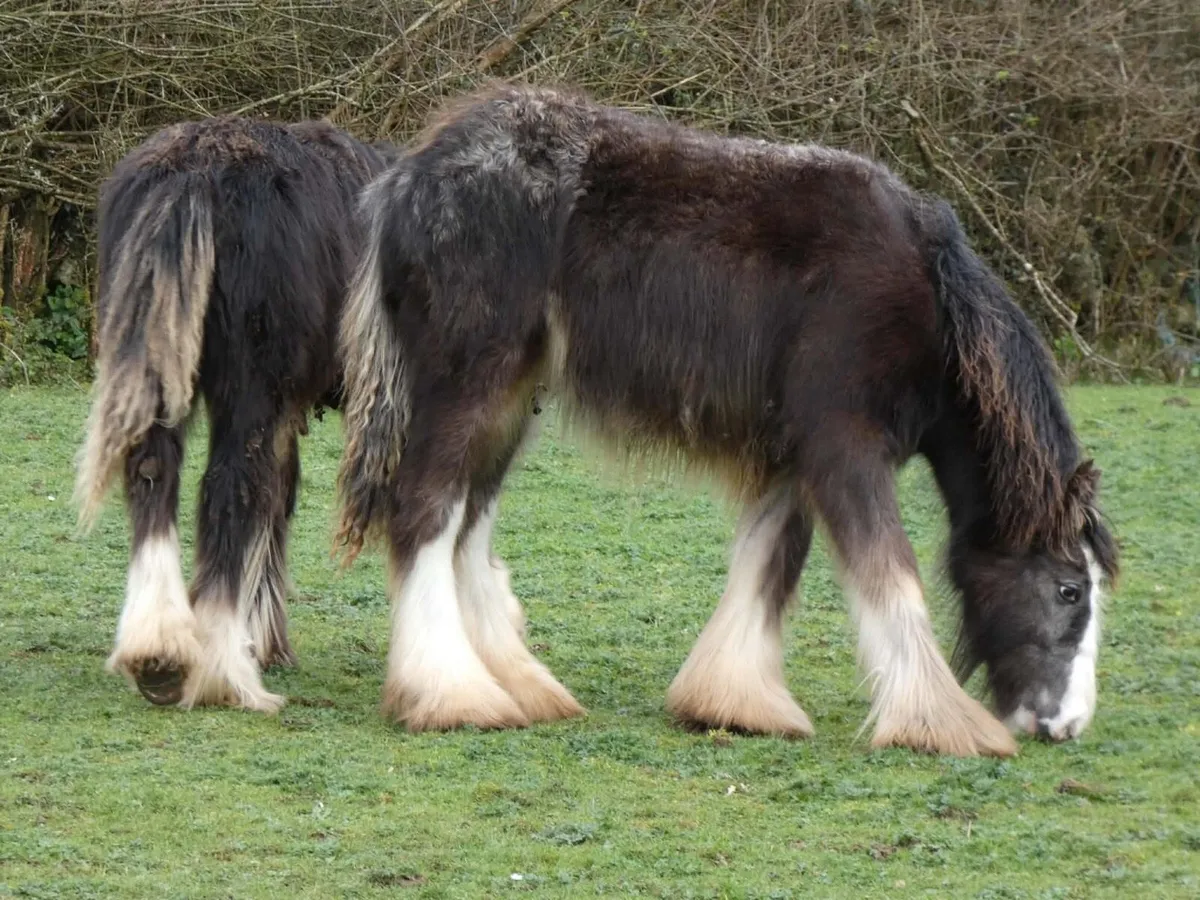 Top class appaloosa colt for sale - Image 1