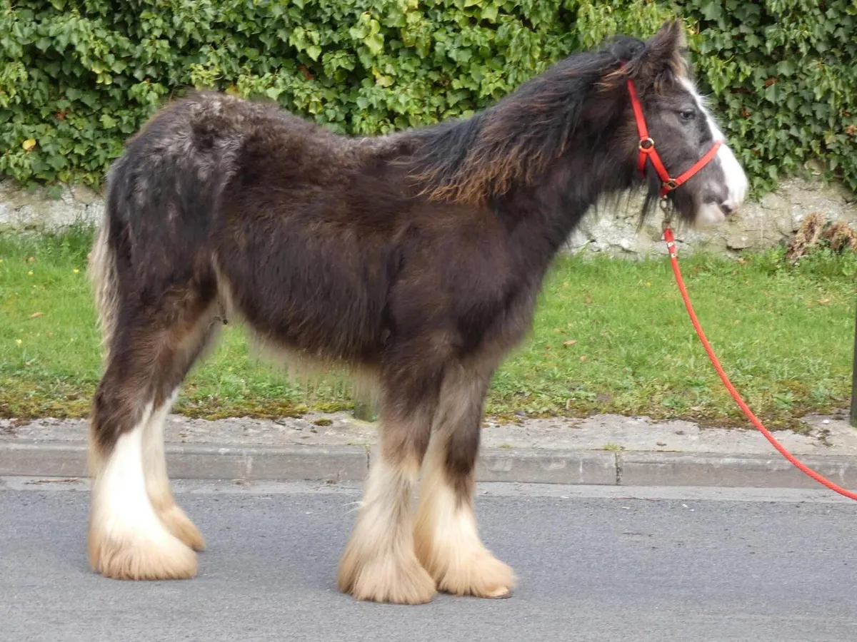 Top class appaloosa colt for sale - Image 2