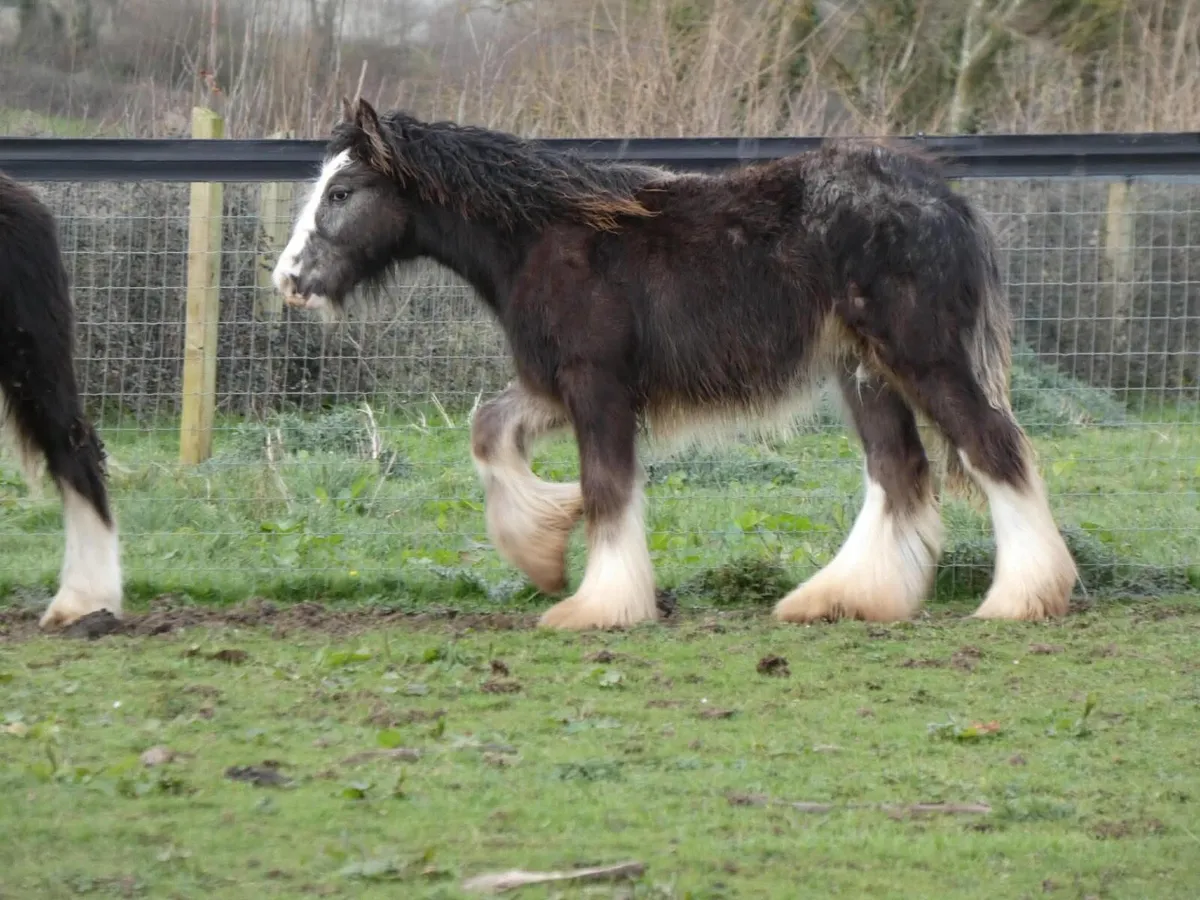 Top class appaloosa colt for sale - Image 4