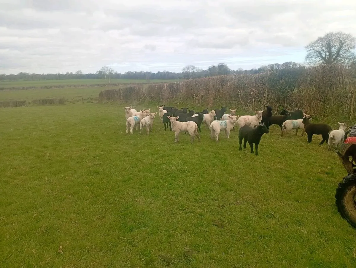 Ewes and lambs - Image 3