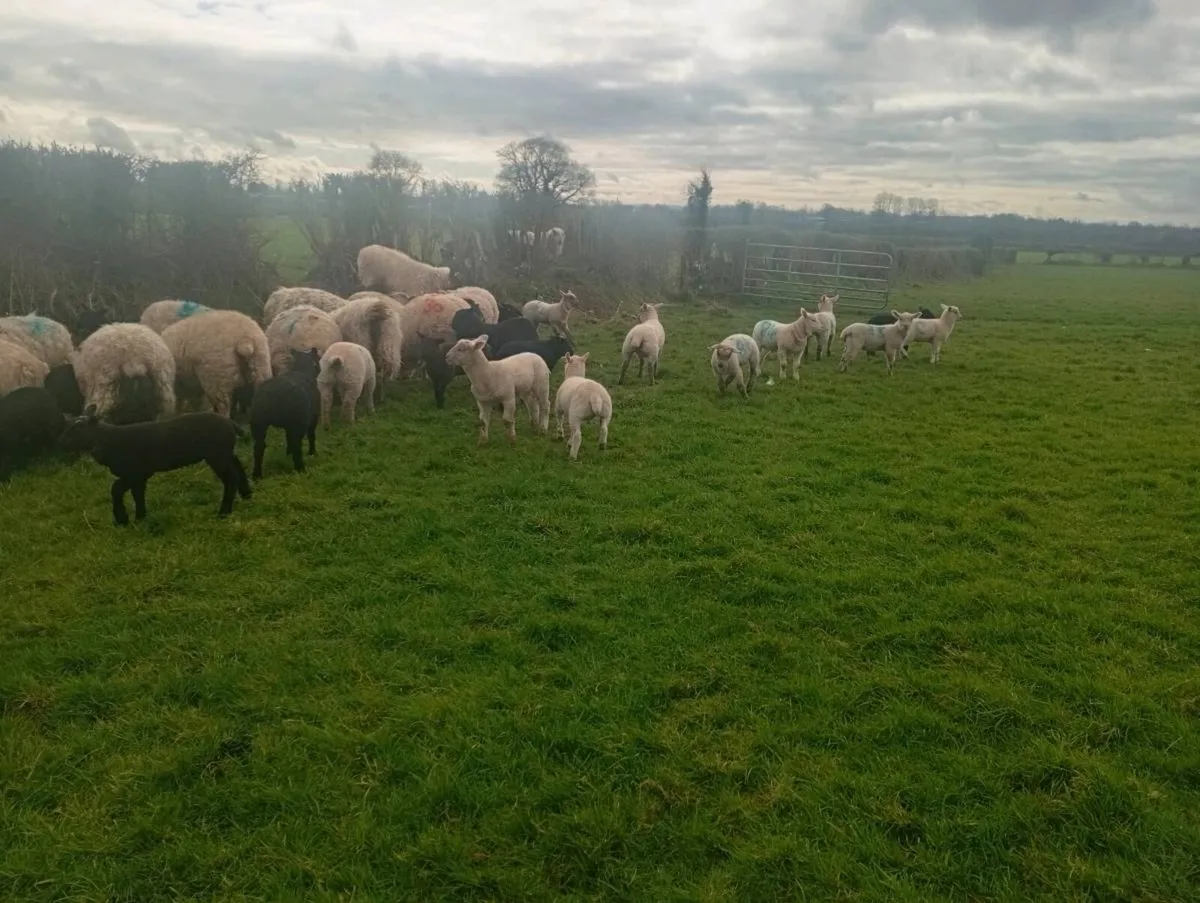 Ewes and lambs - Image 1
