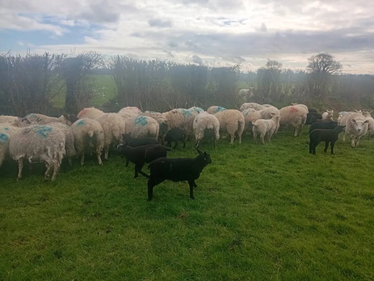 Ewes and lambs - Image 2
