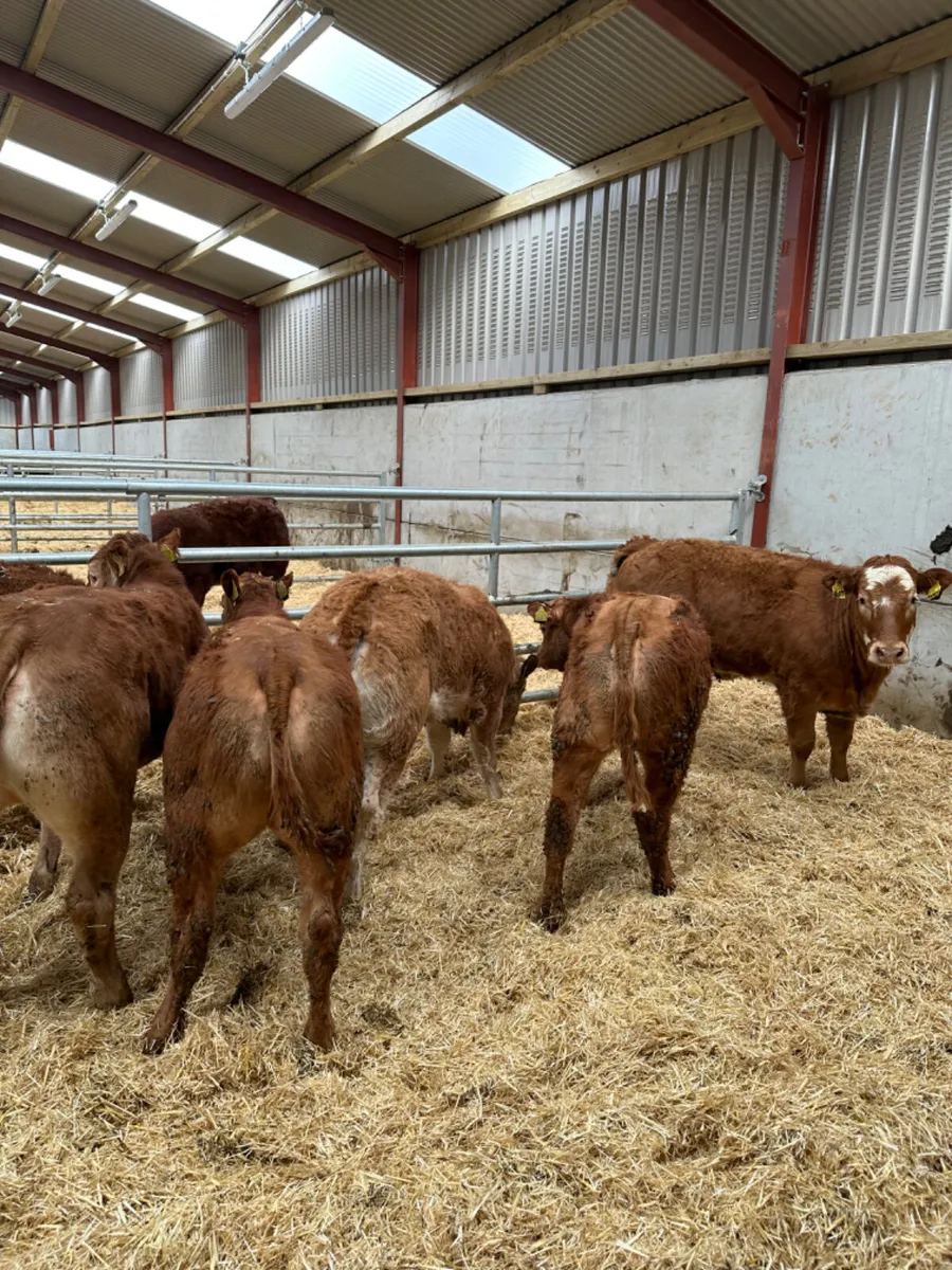 Lim heifers - Image 4