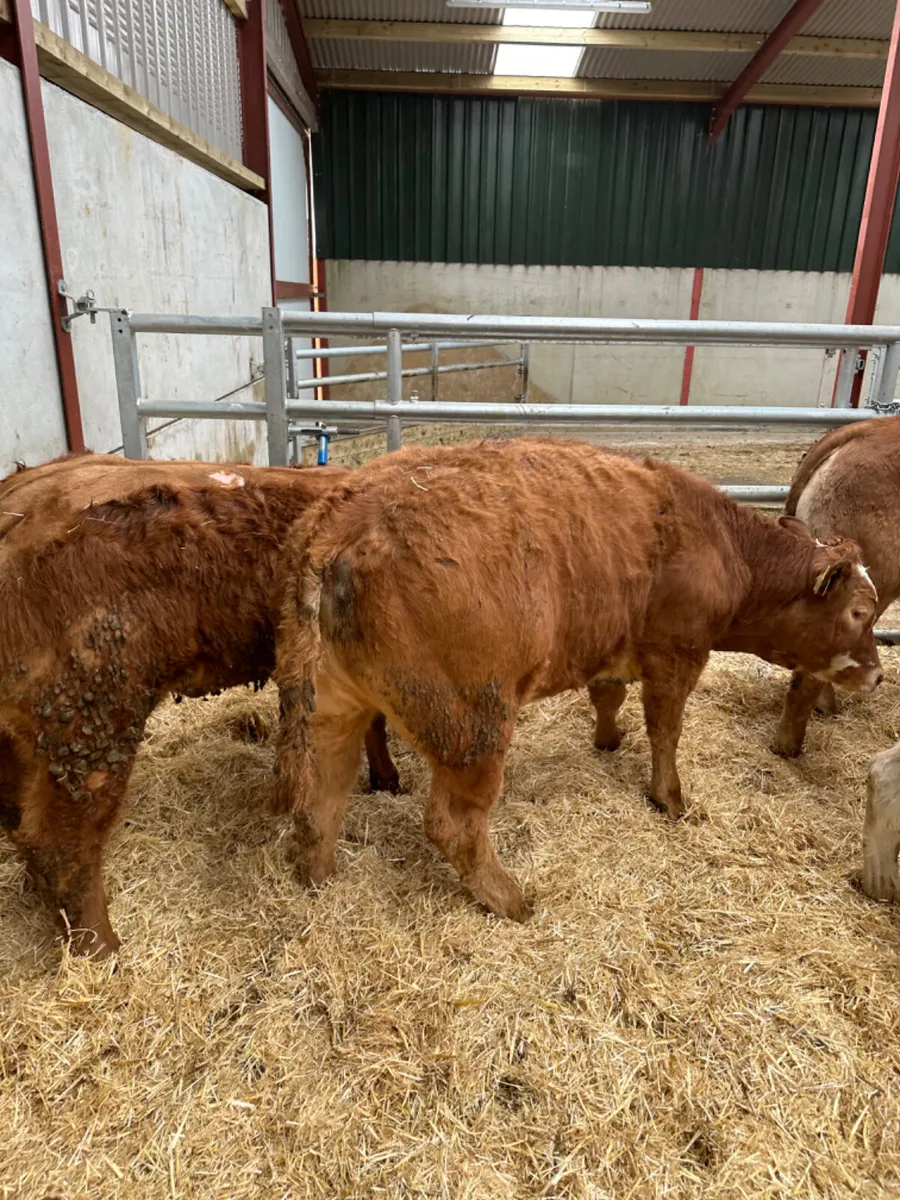 Lim heifers - Image 2