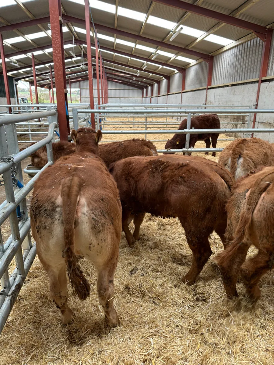 Lim heifers - Image 3