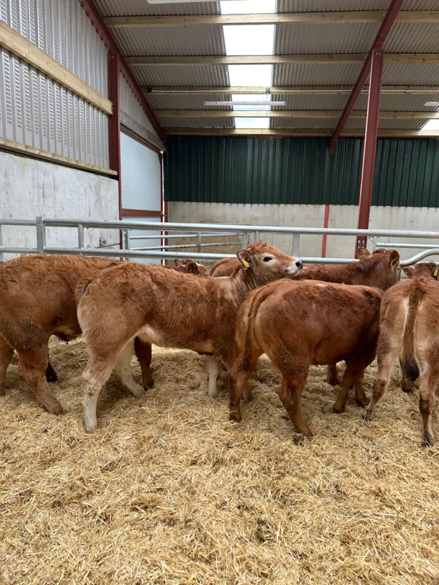 Lim heifers - Image 1