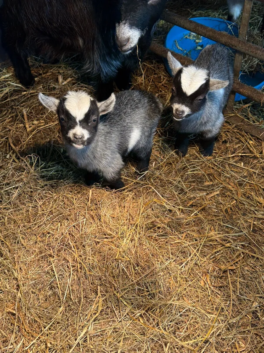 2 baby blue coloured Pygmy kids - Image 2