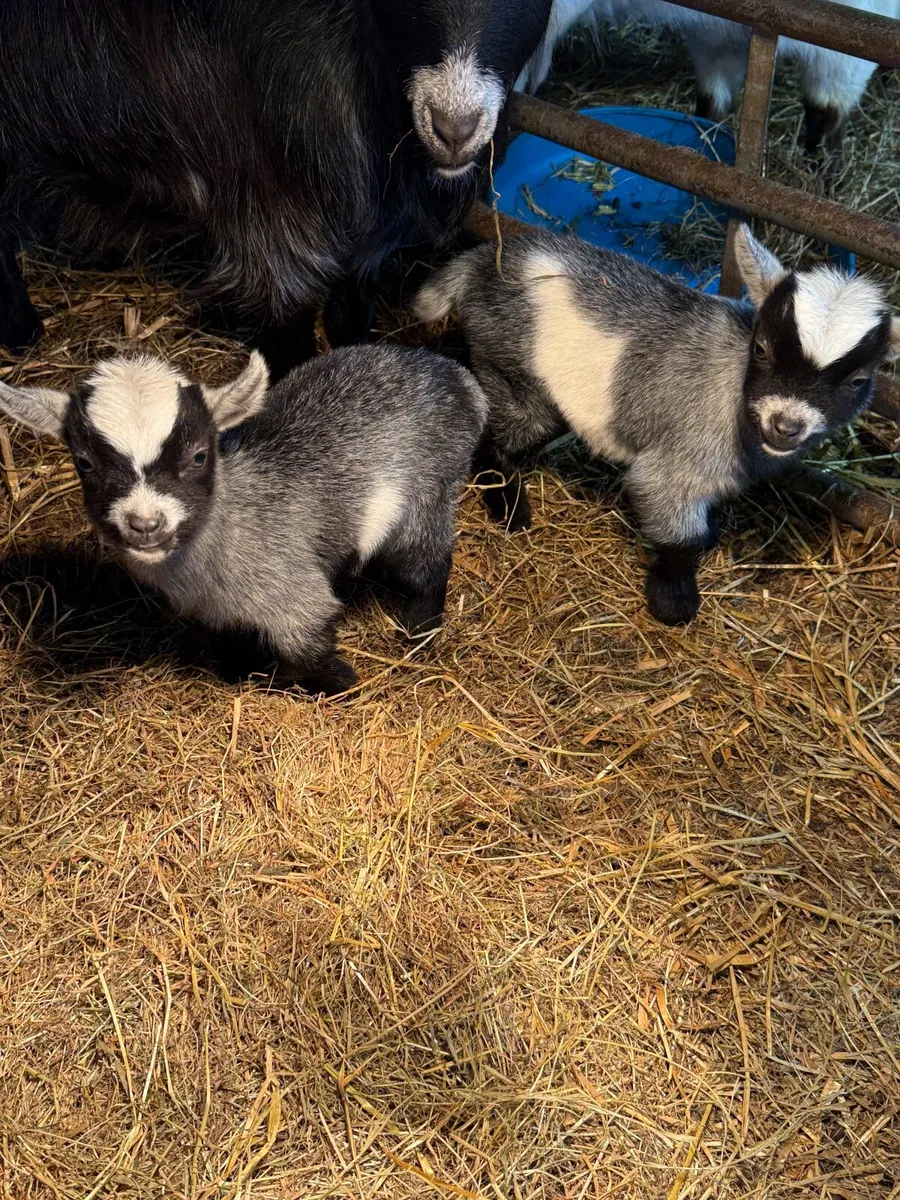 2 baby blue coloured Pygmy kids - Image 1