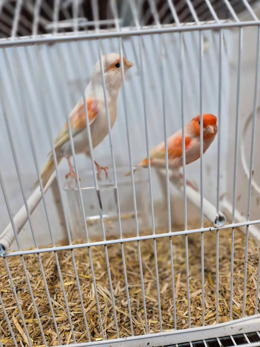 3 pairs and two spare hens - Image 1