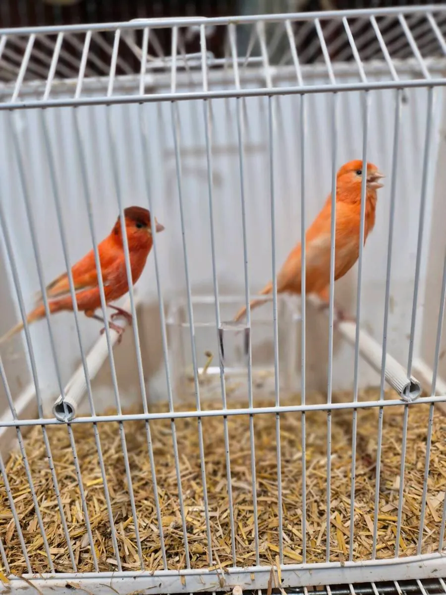 3 pairs and two spare hens - Image 2