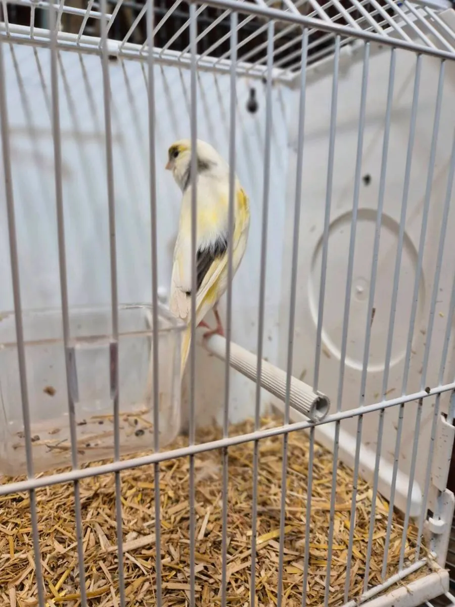 3 pairs and two spare hens - Image 3