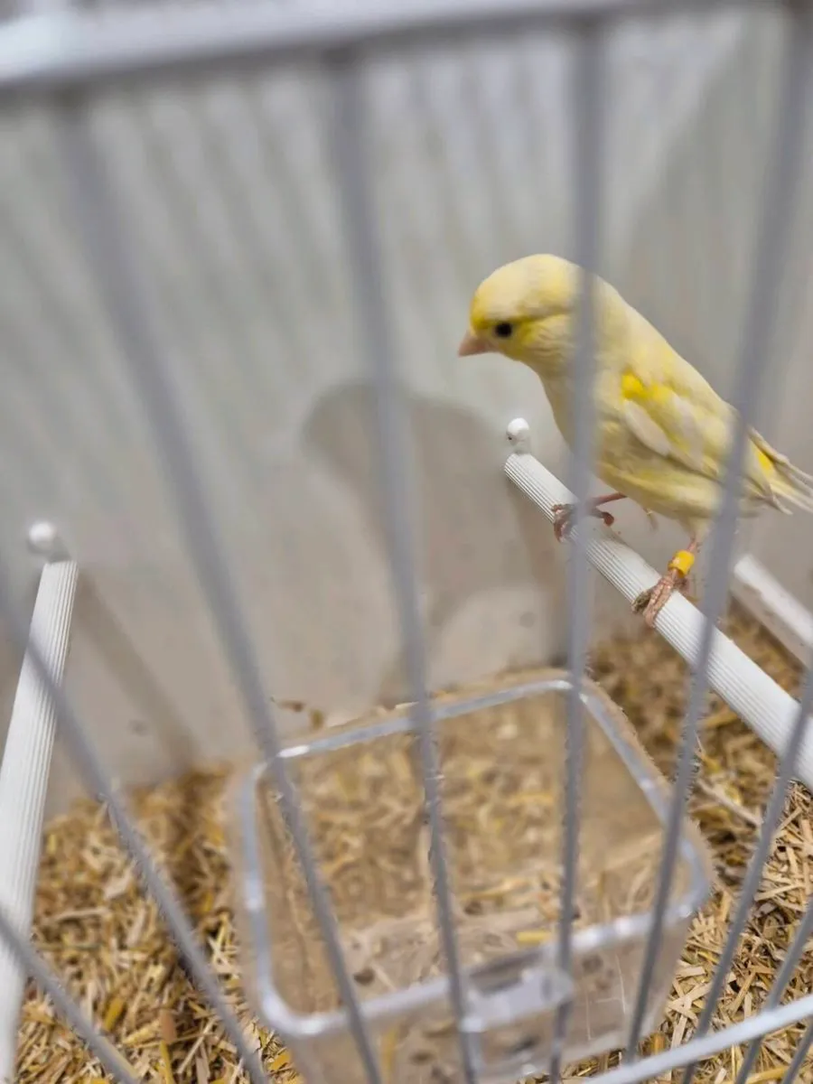 3 pairs and two spare hens - Image 4