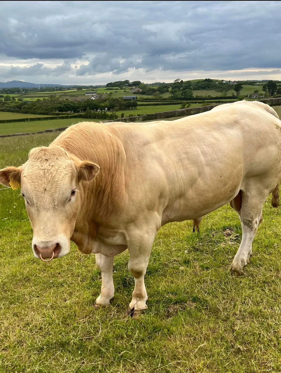Pedigree Blonde Bull - Image 1
