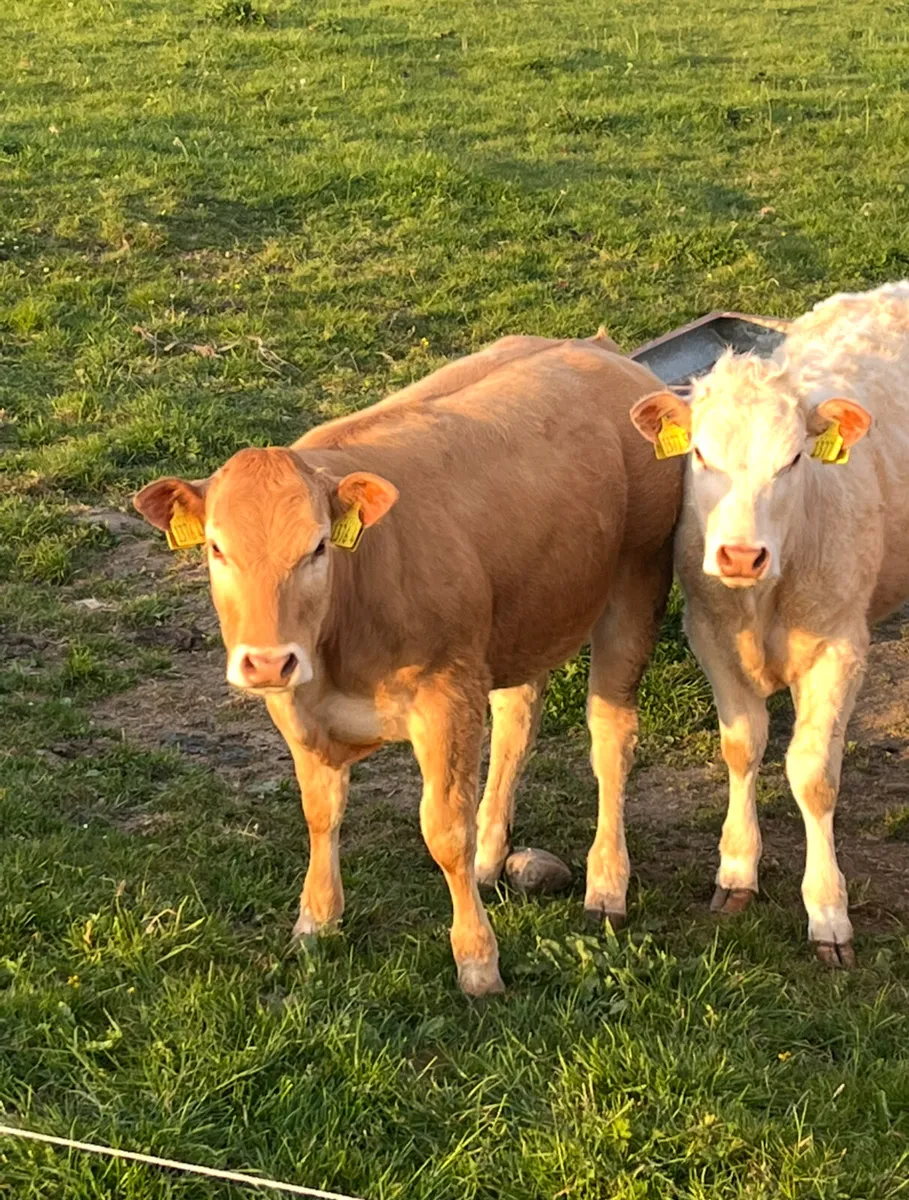 Pedigree Blonde Bull - Image 3