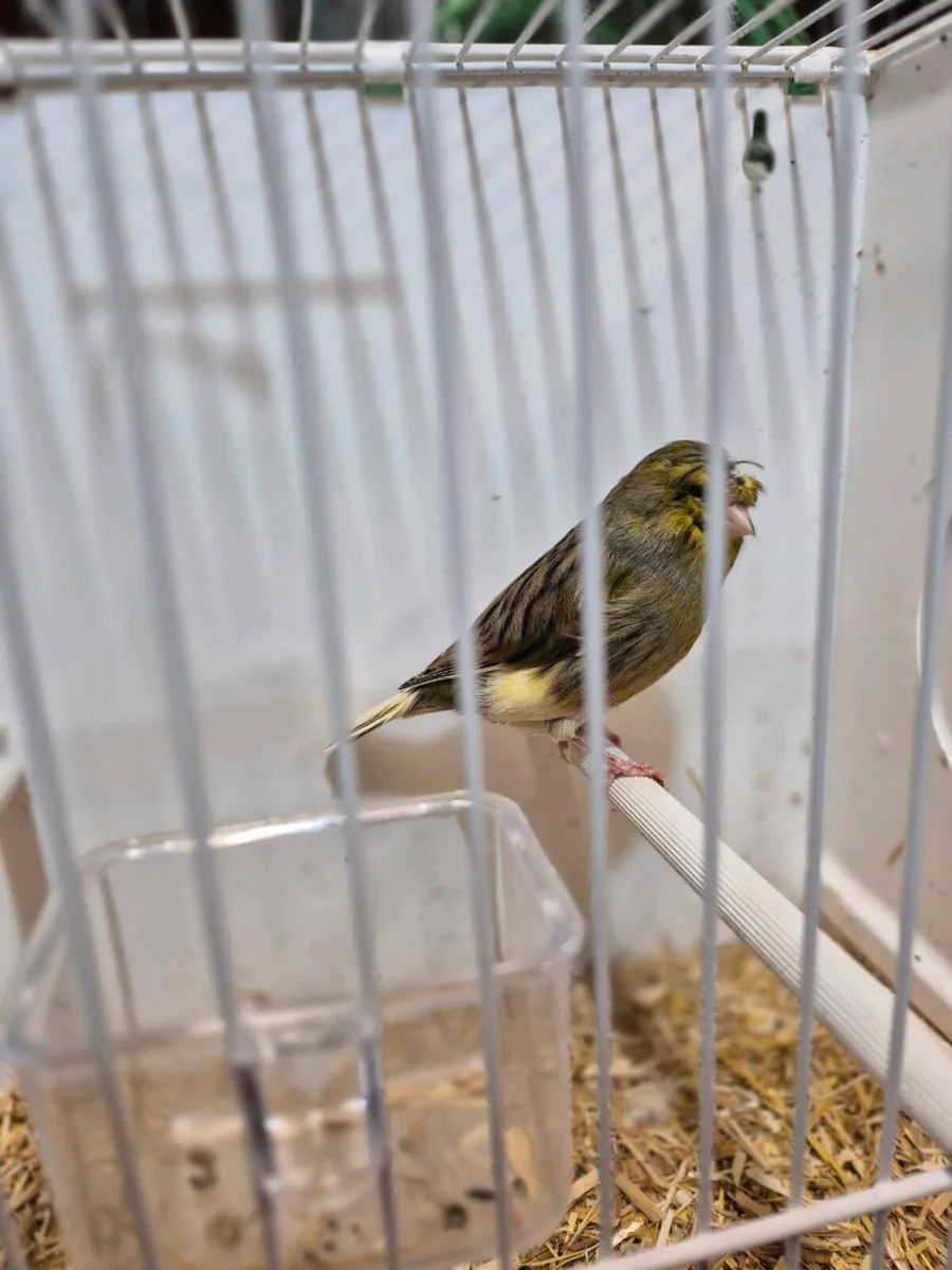 pairs of factors and two spare hens and 3  cages - Image 3