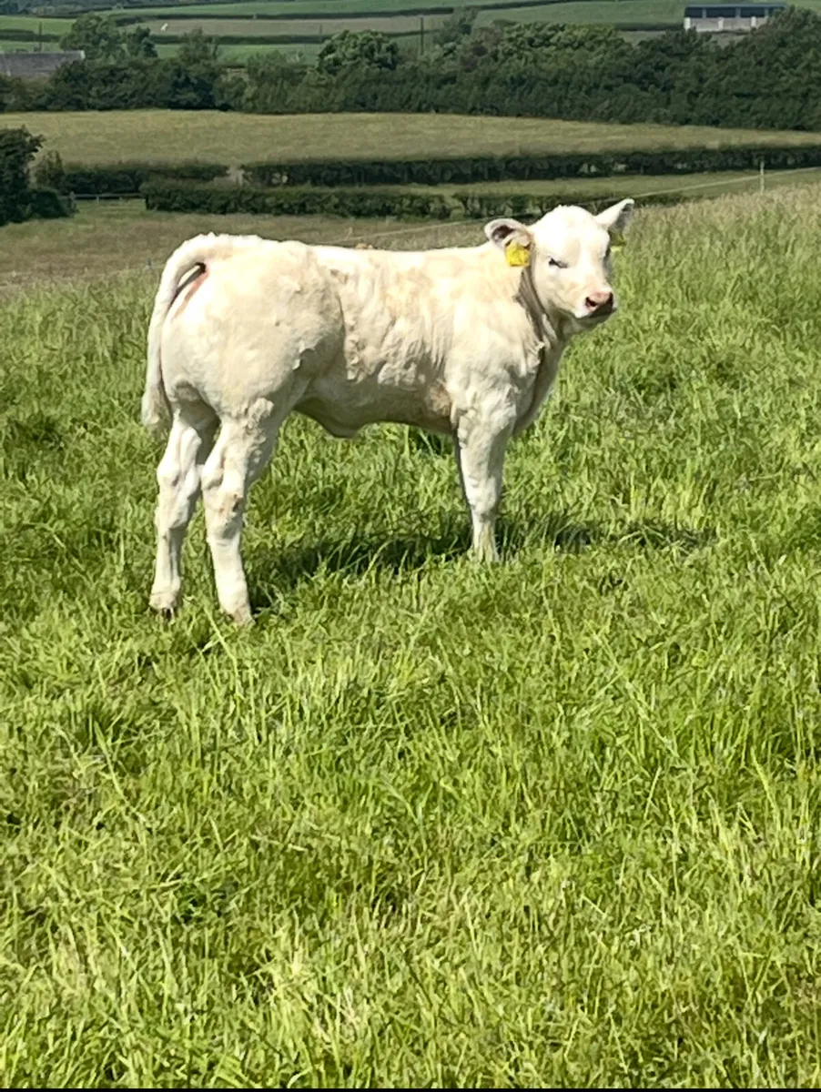 Pedigree Blonde Bull - Image 4