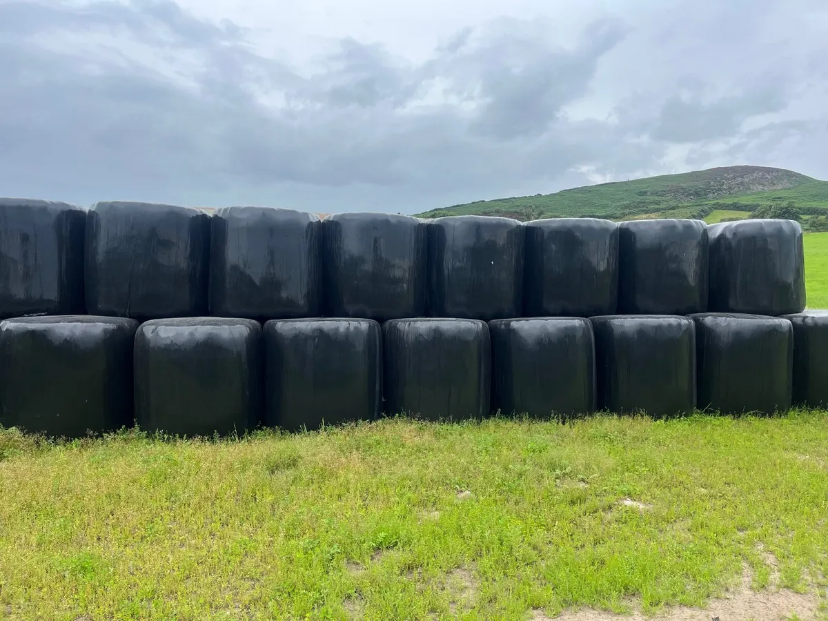 Round bales of haylage - Image 1