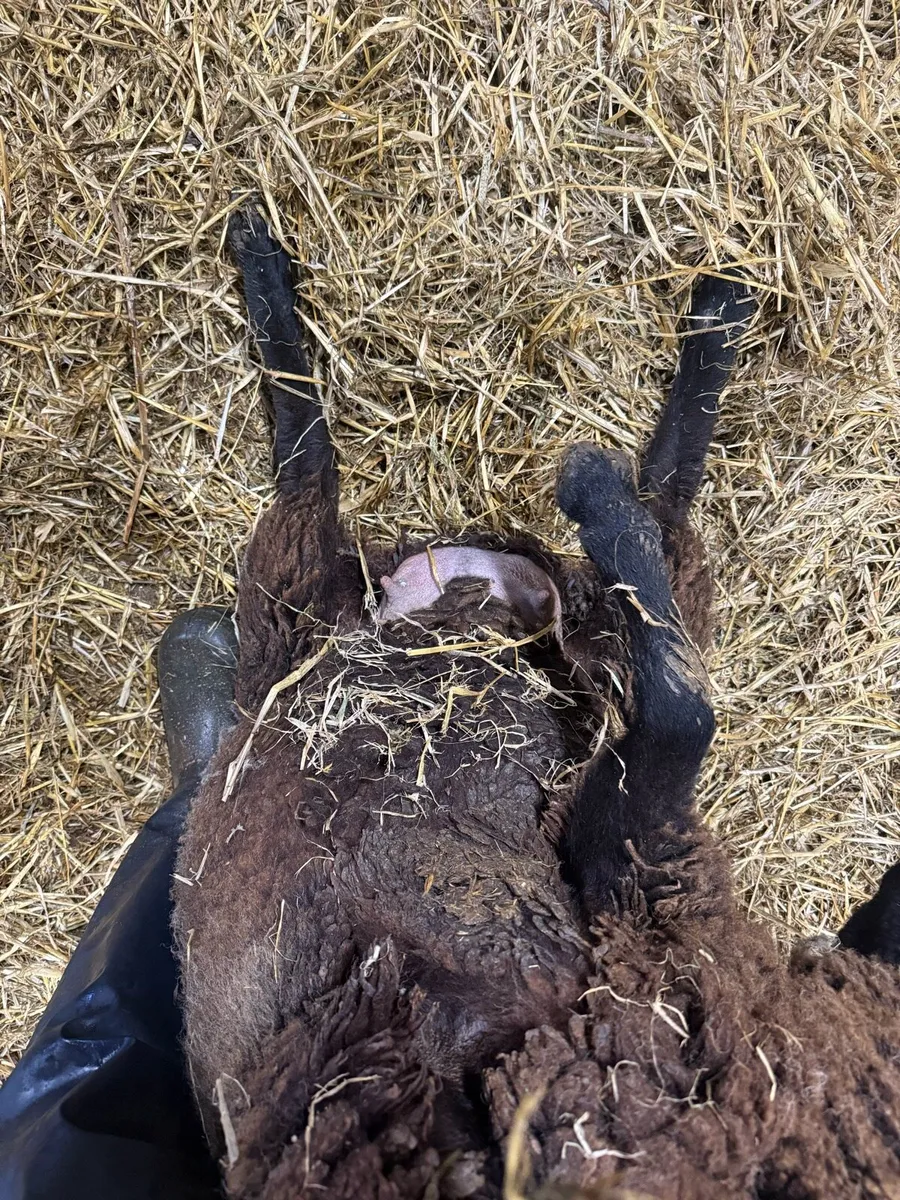 Foster ewe - Image 3