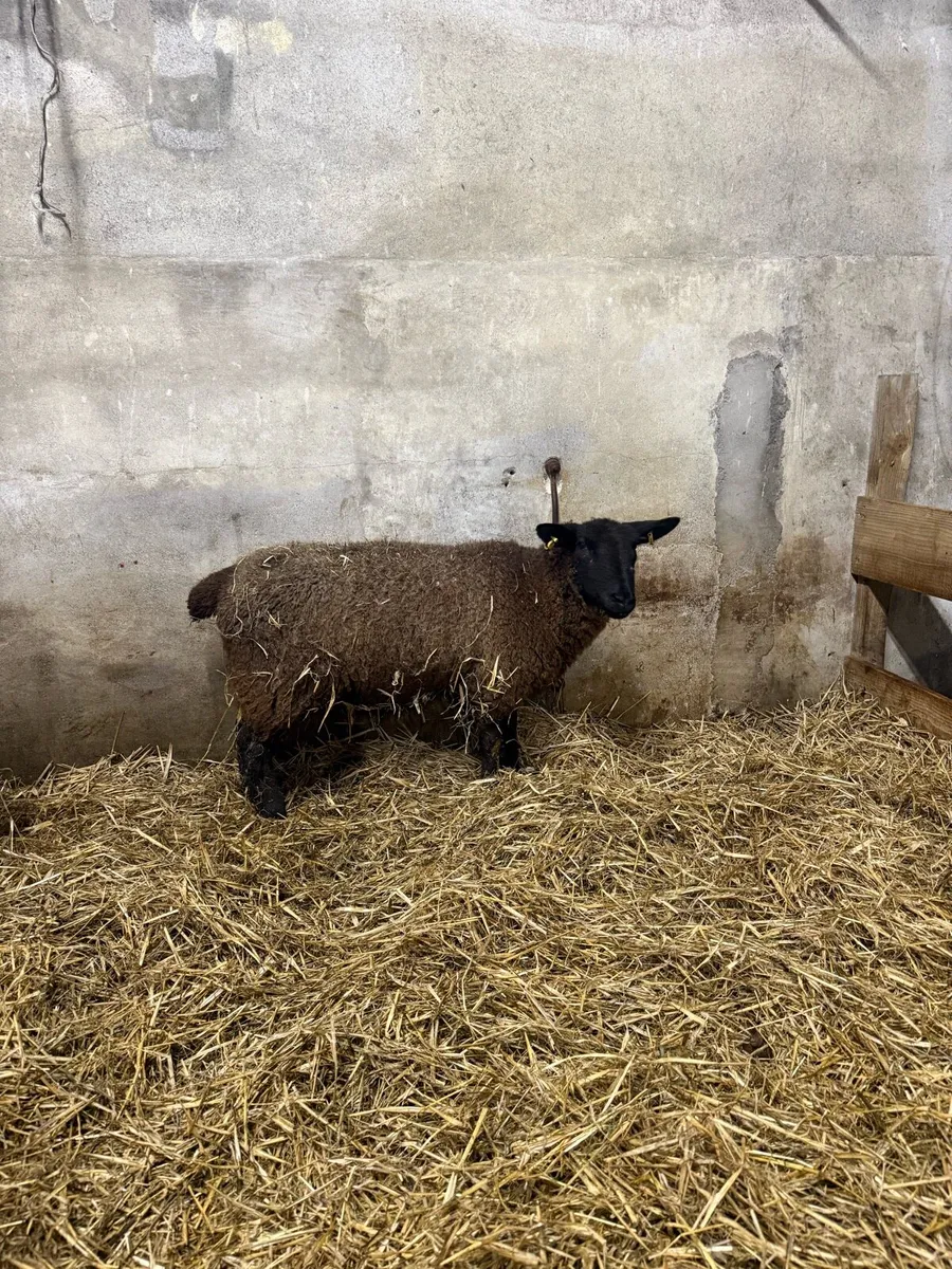 Foster ewe - Image 1