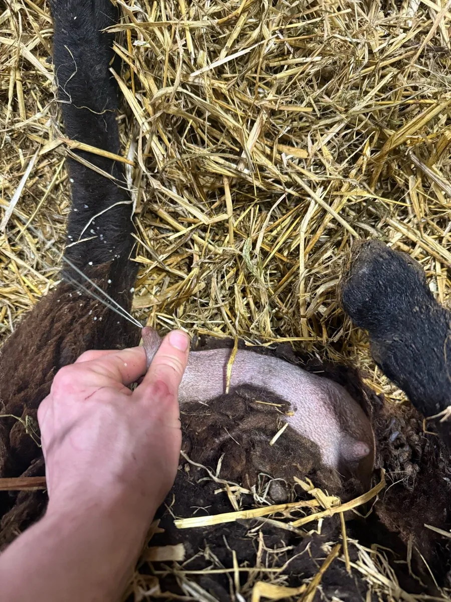 Foster ewe - Image 2