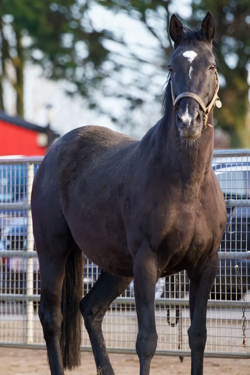 Broodmare for sale - Image 3