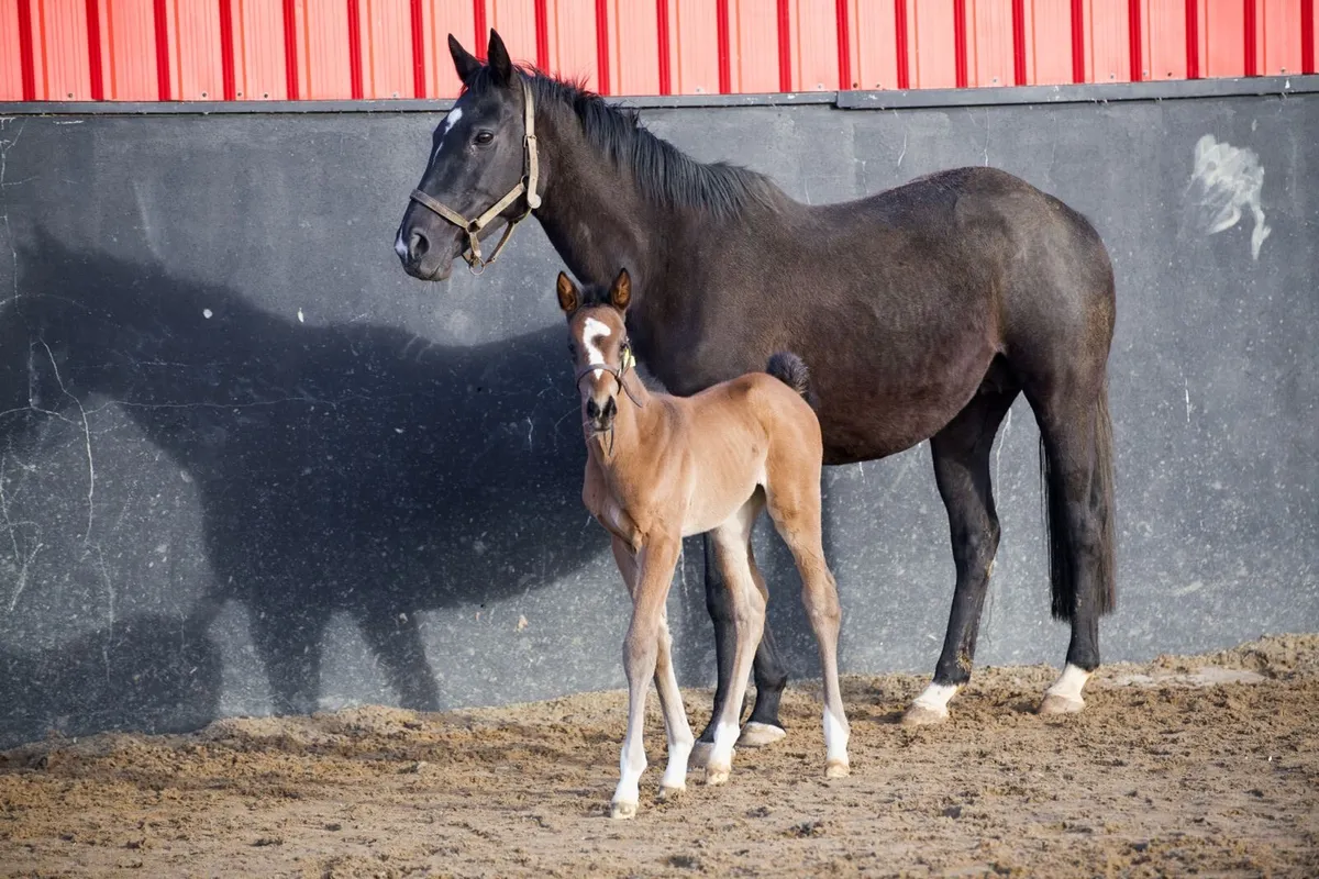 Broodmare for sale - Image 4